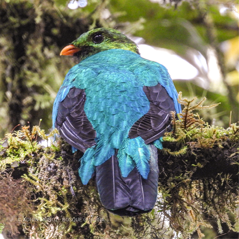 Quetzal cabecidorado (Pharomachrus auriceps)