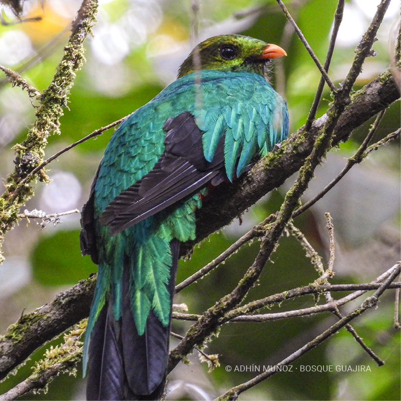 Quetzal cabecidorado (Pharomachrus auriceps)