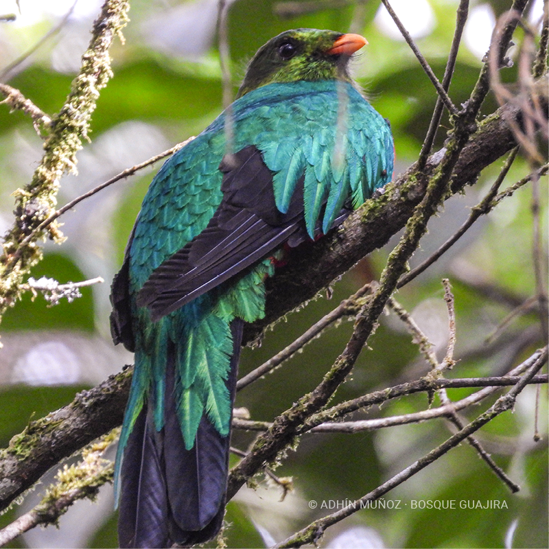 Quetzal cabecidorado (Pharomachrus auriceps)