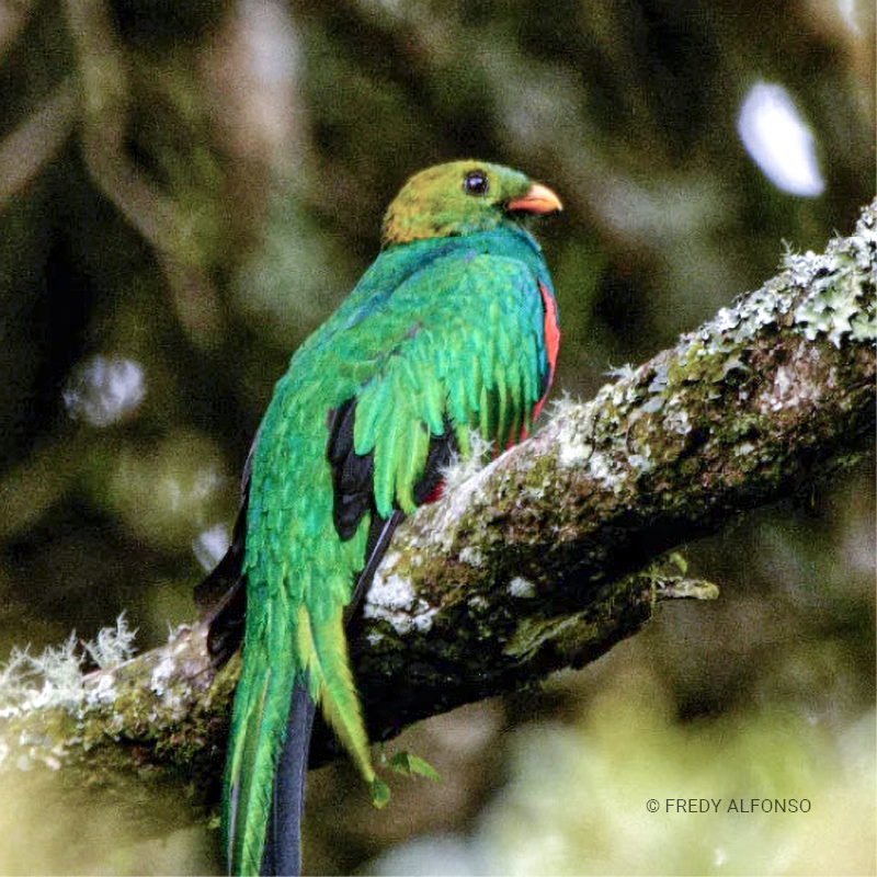 Quetzal cabecidorado (Pharomachrus auriceps)