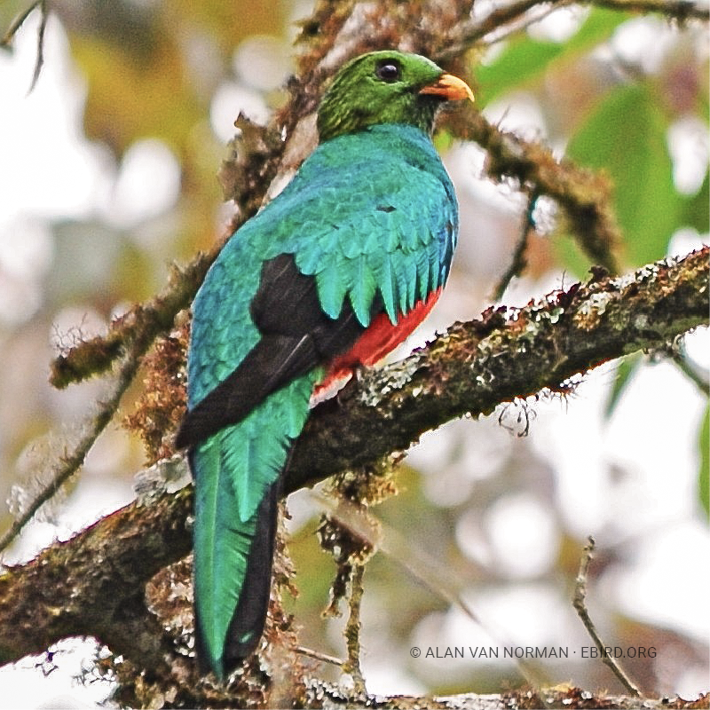 Quetzal cabecidorado (Pharomachrus auriceps)