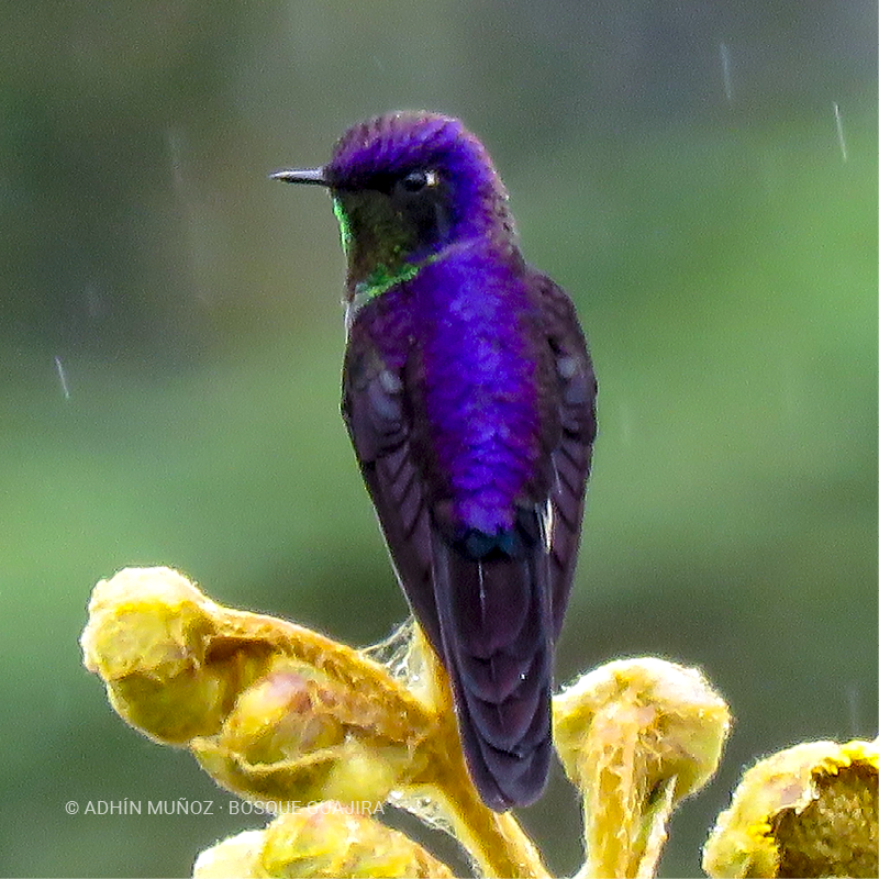 Colibrí piquicorto común (Ramphomicron microrhynchum)