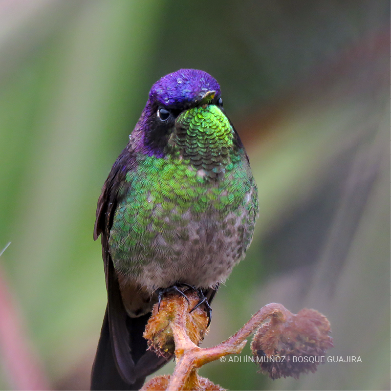 Colibrí piquicorto común (Ramphomicron microrhynchum)