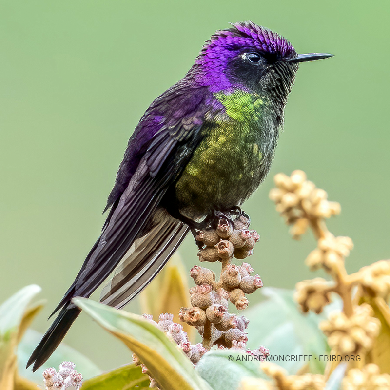Colibrí piquicorto común (Ramphomicron microrhynchum)